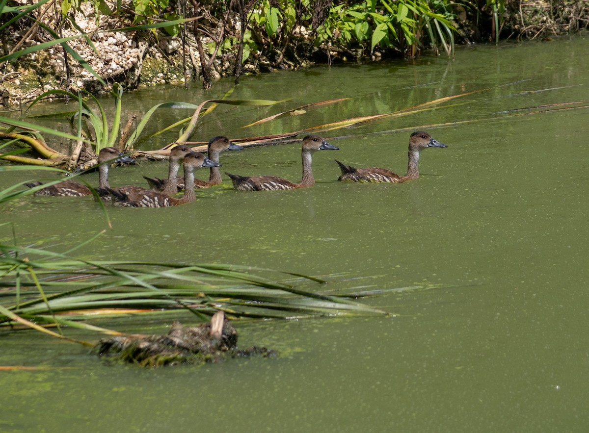 West Indian Whistling-Duck - ML643889502