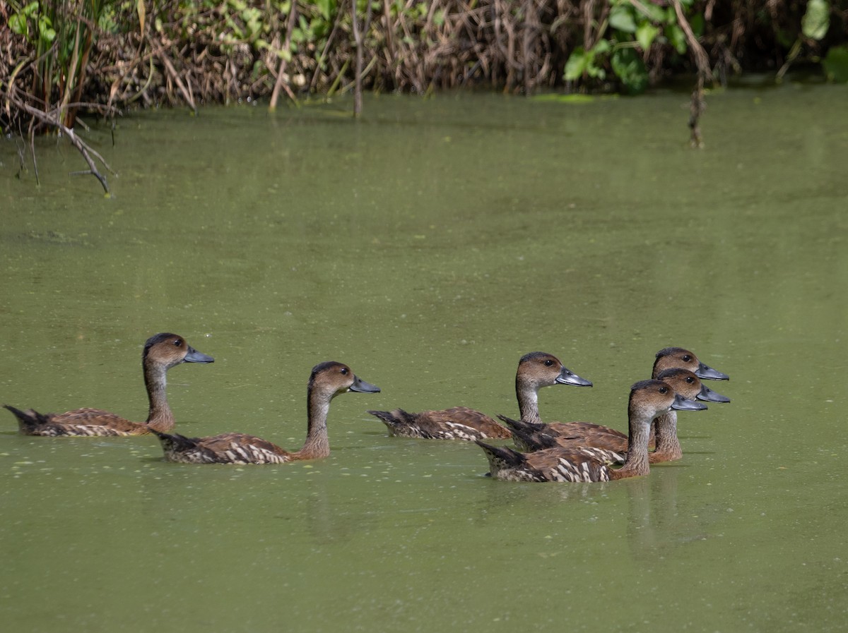West Indian Whistling-Duck - ML643889503