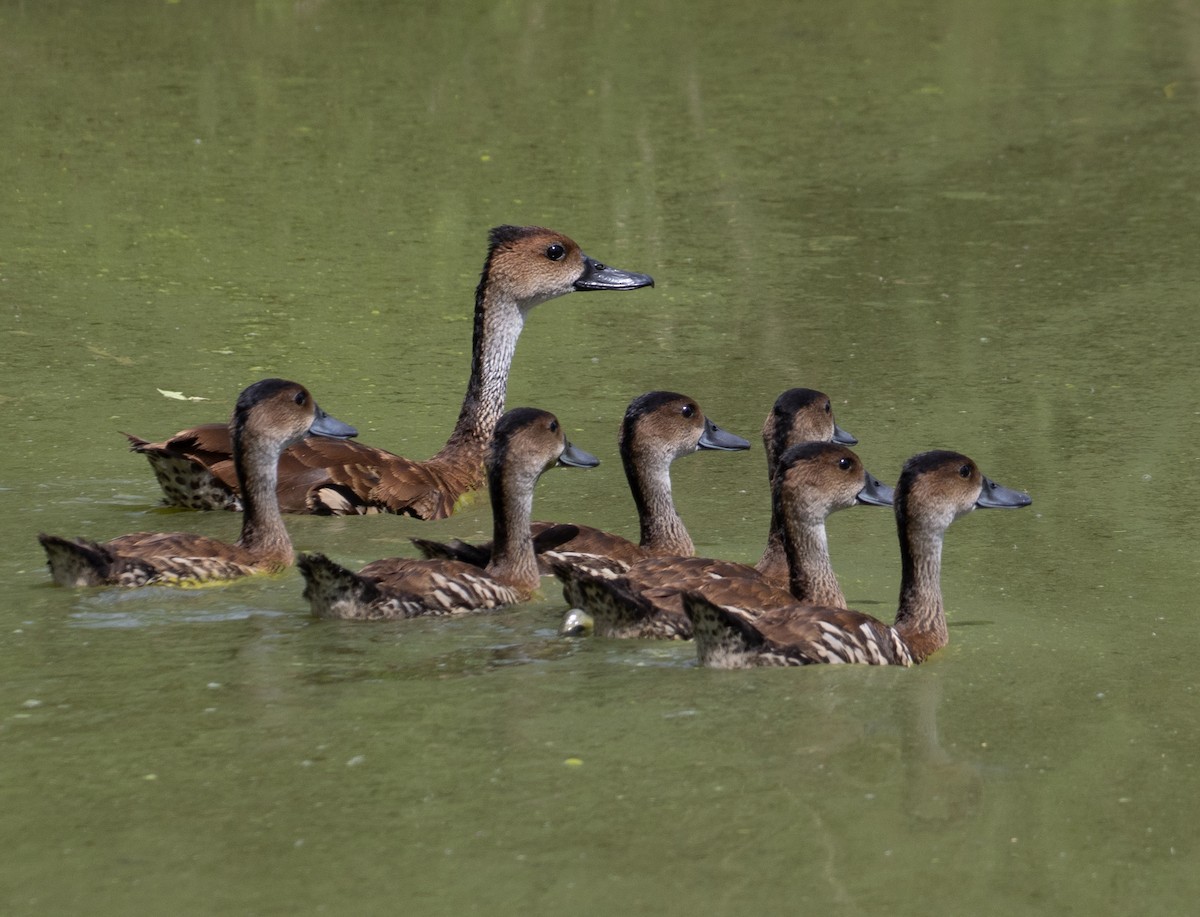 West Indian Whistling-Duck - ML643889504