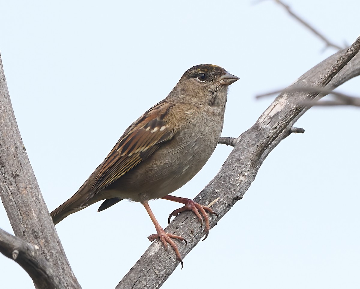 Golden-crowned Sparrow - ML643889511