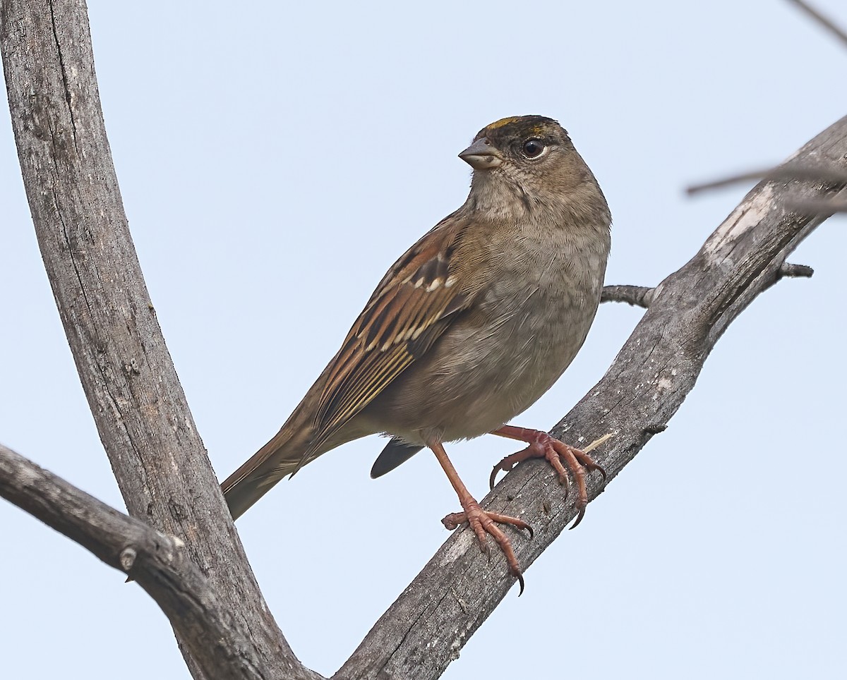 Golden-crowned Sparrow - ML643889512