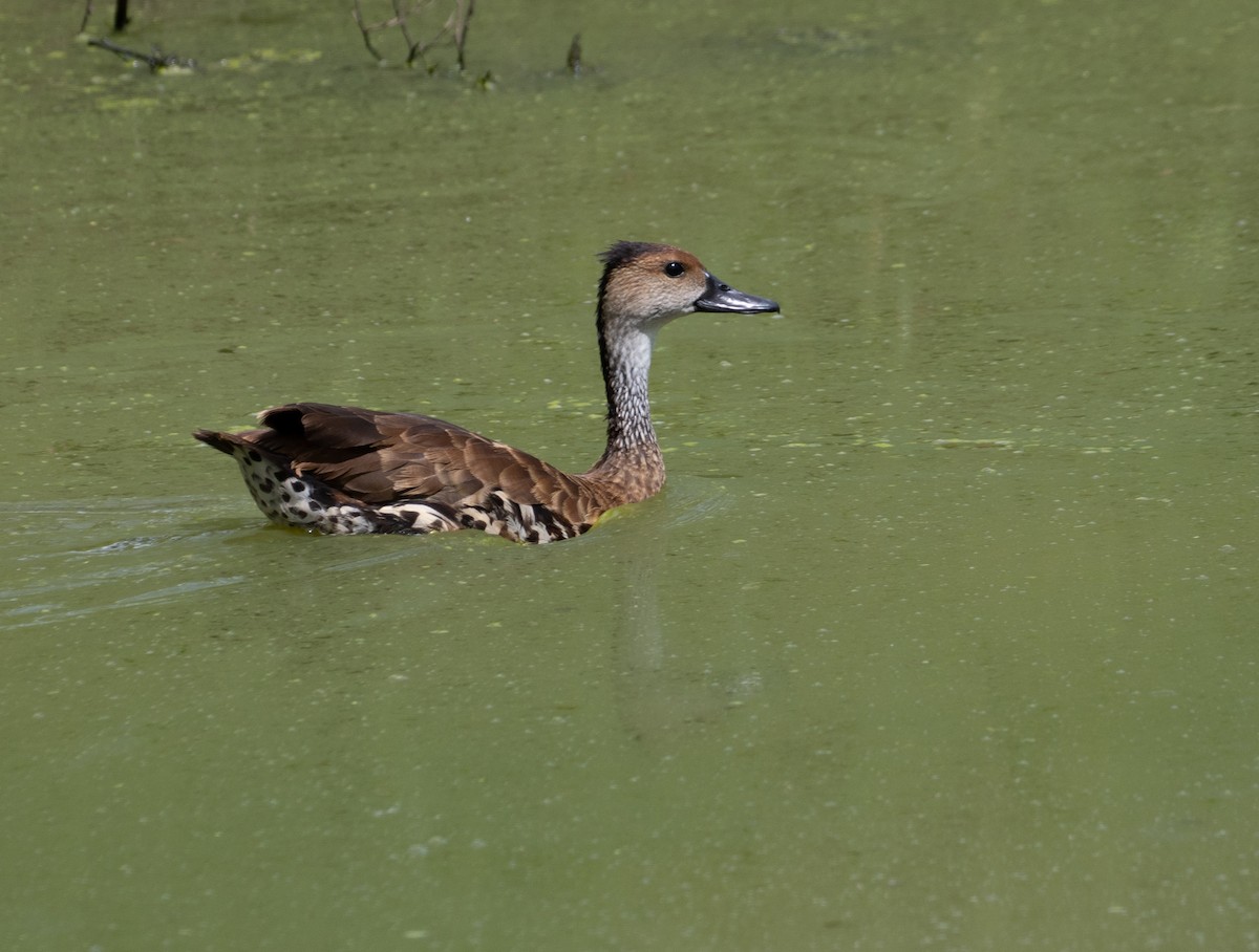 West Indian Whistling-Duck - ML643889513