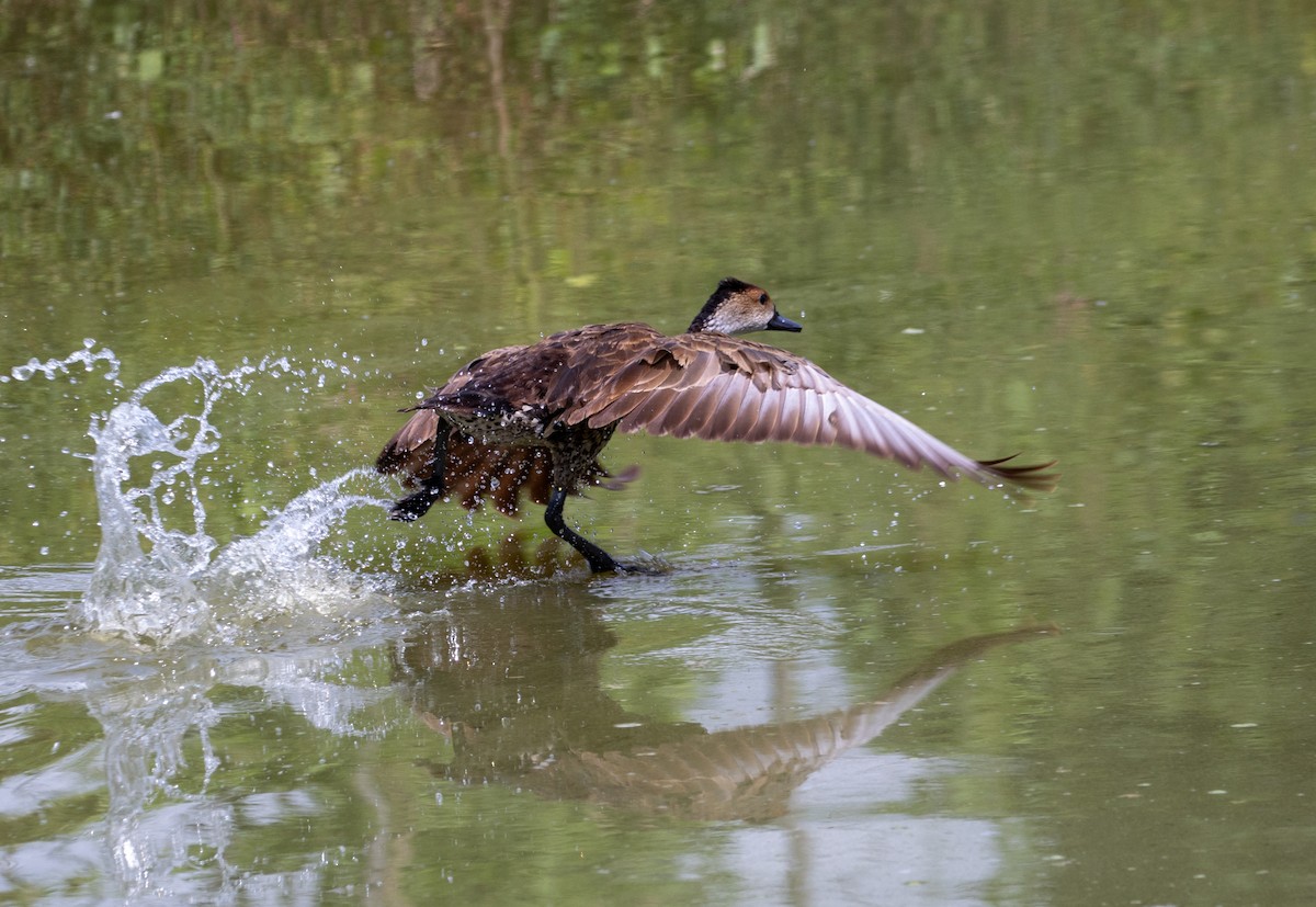 West Indian Whistling-Duck - ML643889520