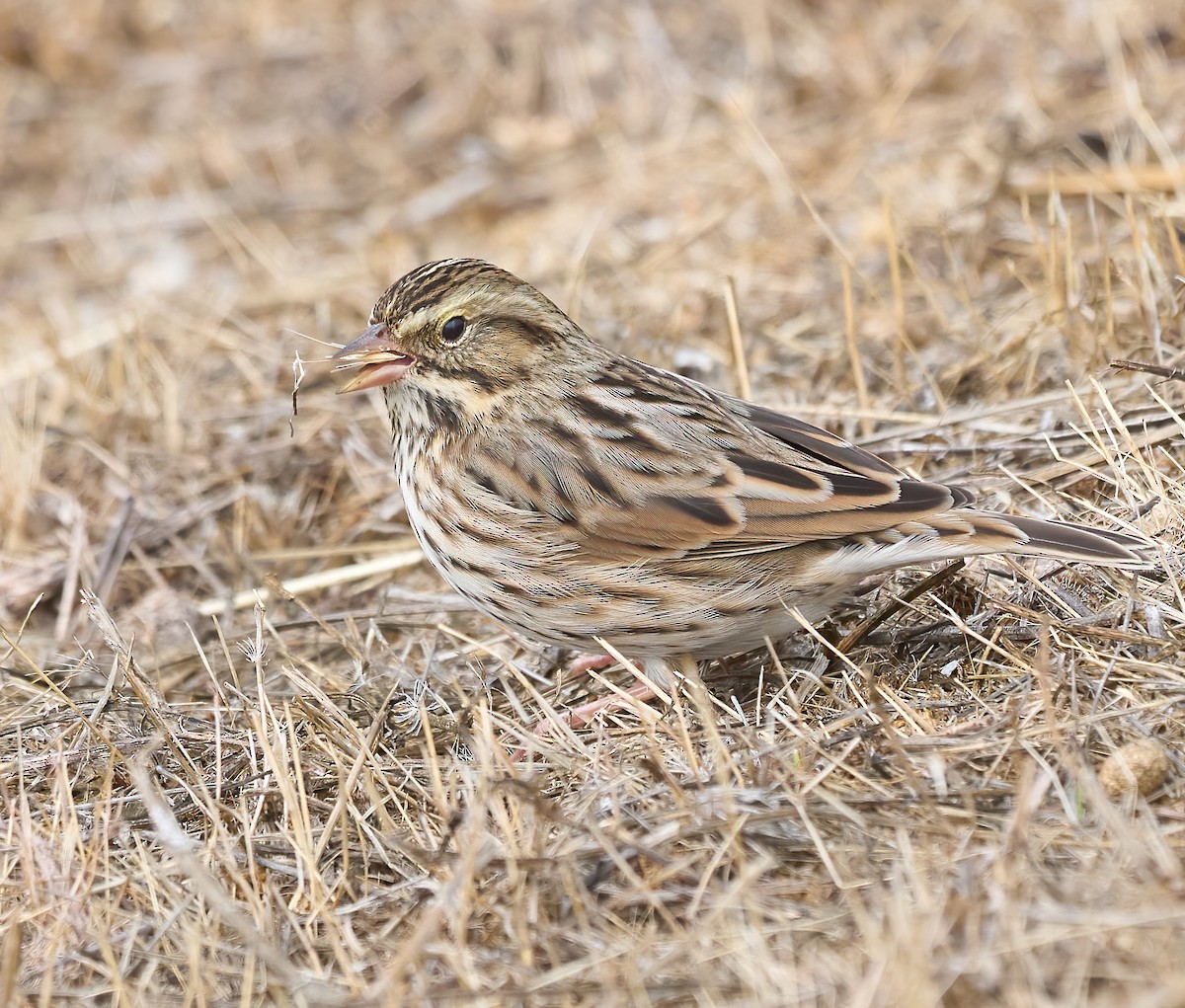 Savannah Sparrow - ML643889524