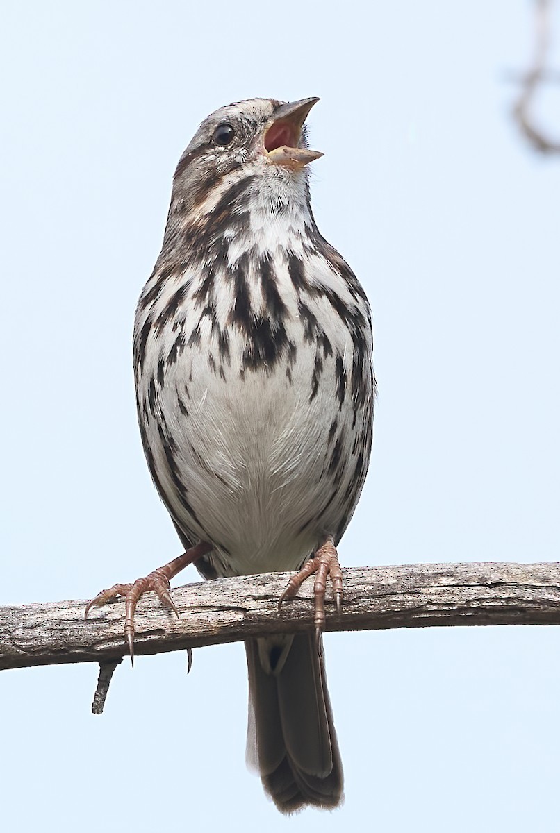 Song Sparrow - ML643889528