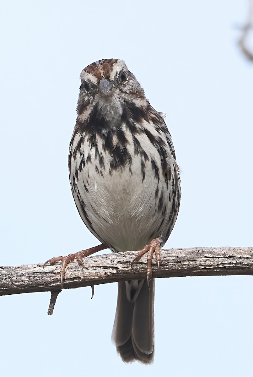 Song Sparrow - ML643889529