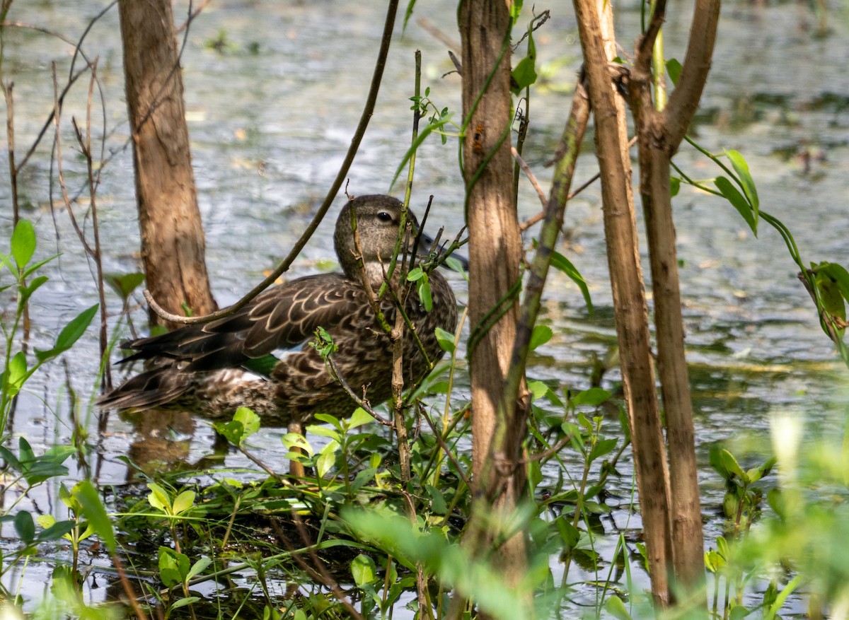 Blue-winged Teal - ML643889537