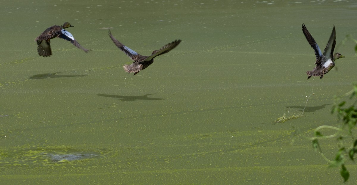 Blue-winged Teal - ML643889540