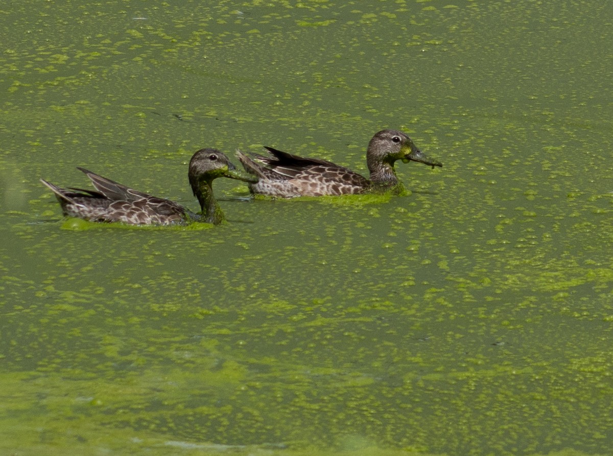 Blue-winged Teal - ML643889545