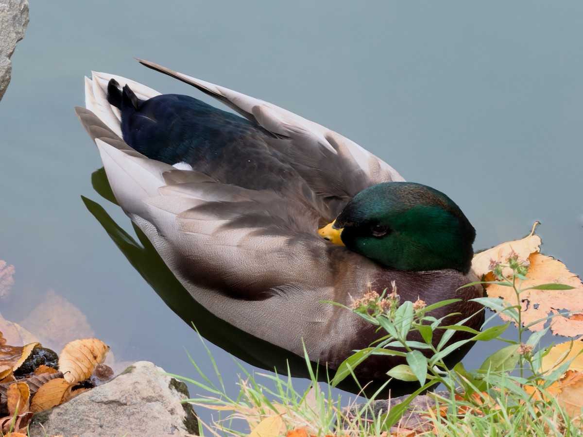 Mallard - ML643889548