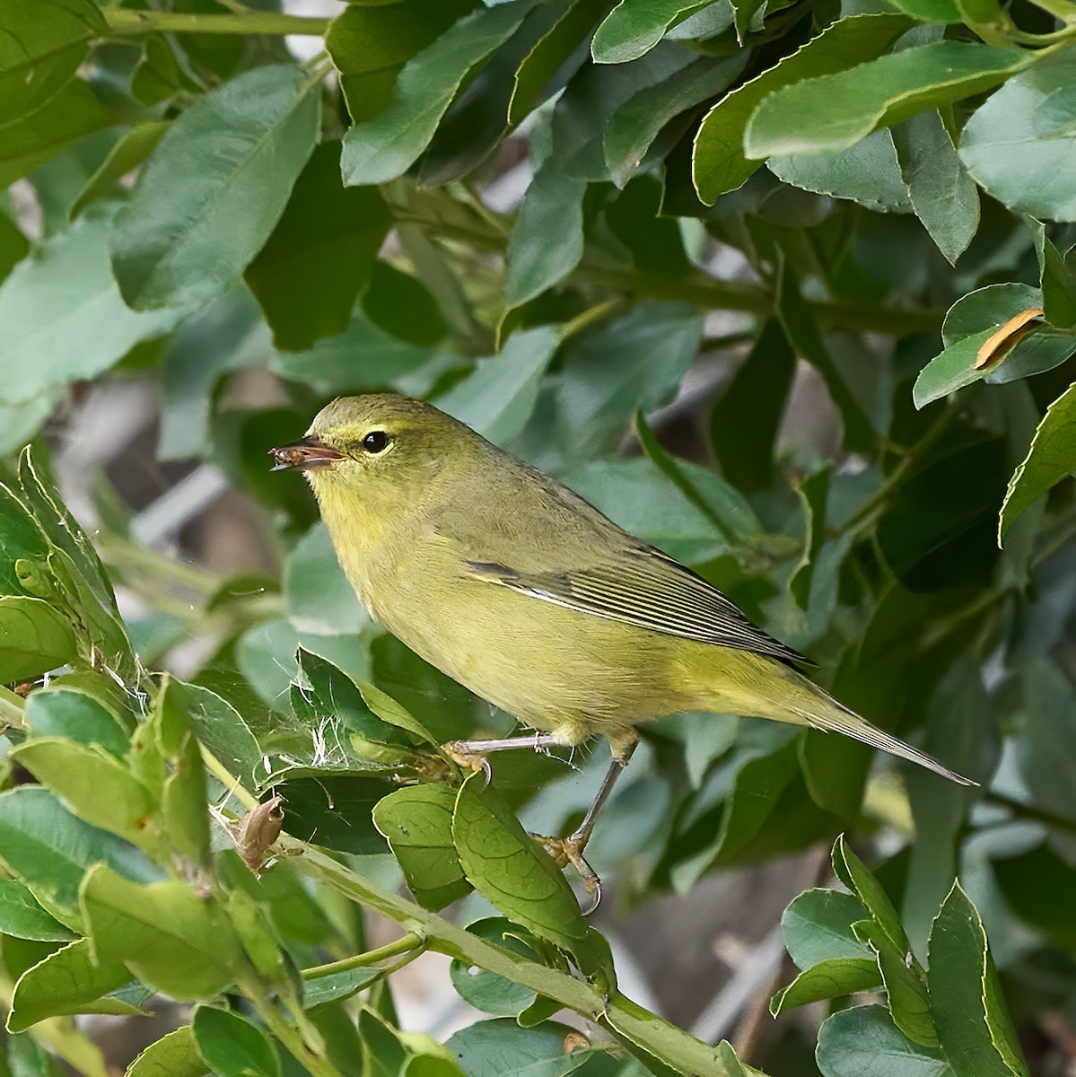 Orange-crowned Warbler - ML643889549