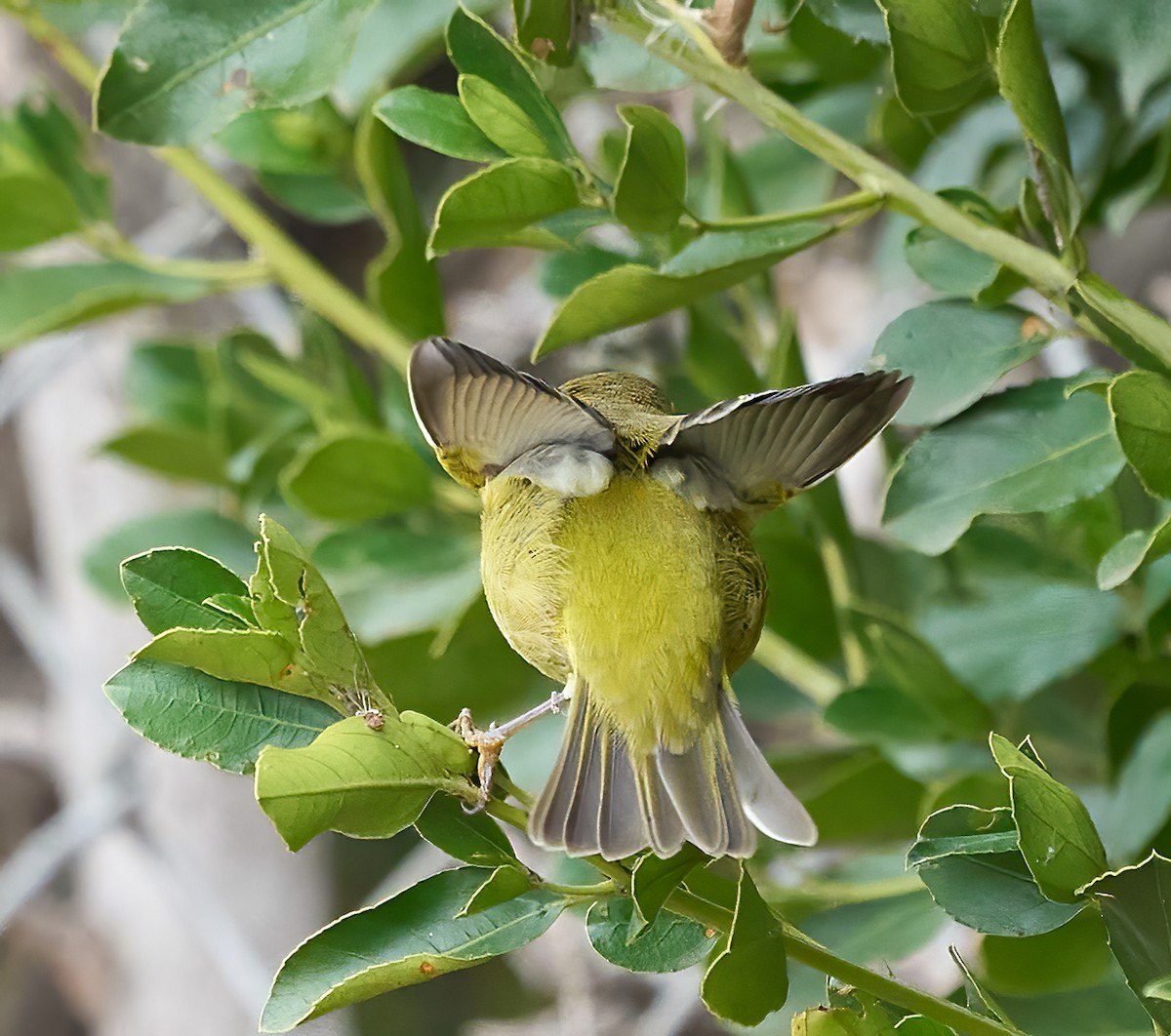 Orange-crowned Warbler - ML643889550