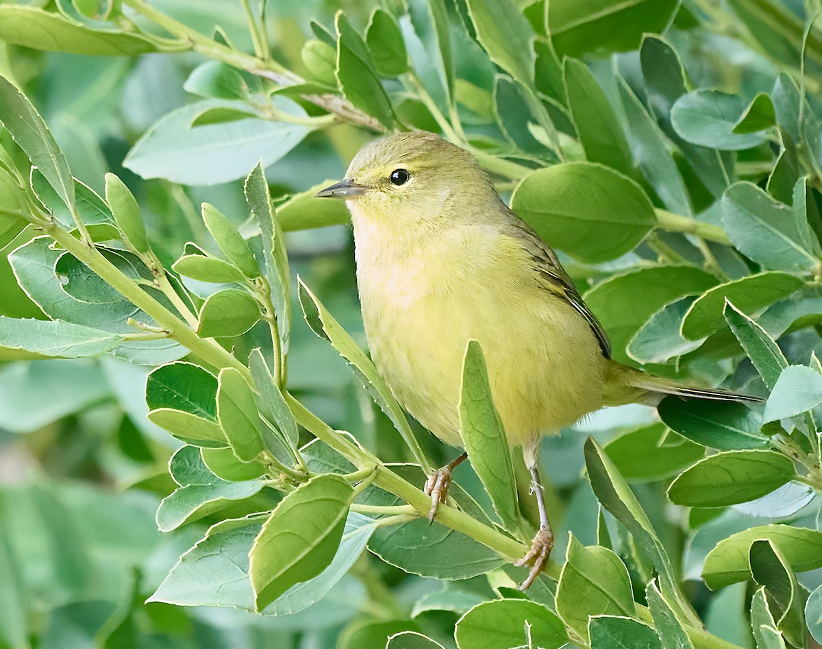 Orange-crowned Warbler - ML643889551