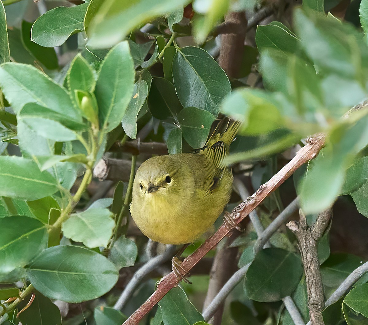 Orange-crowned Warbler - ML643889552
