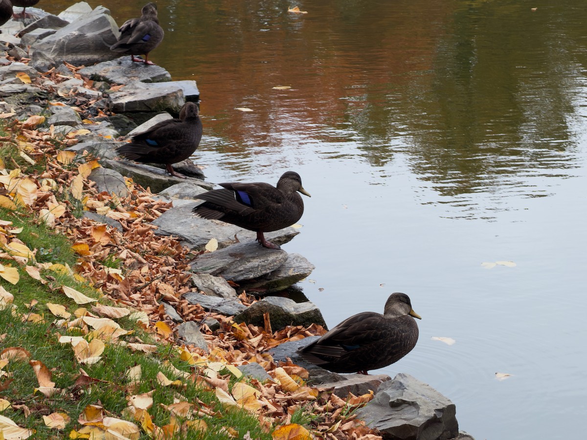 American Black Duck - ML643889554
