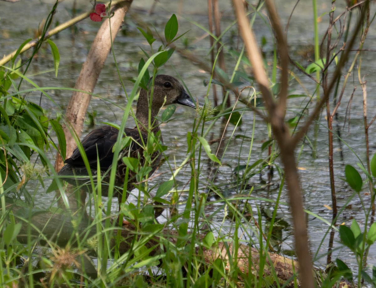 Blue-winged Teal - ML643889561