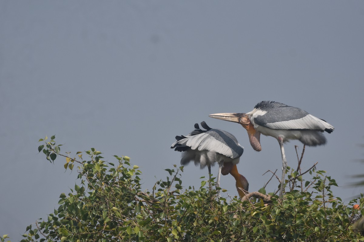 Greater Adjutant - ML643889563