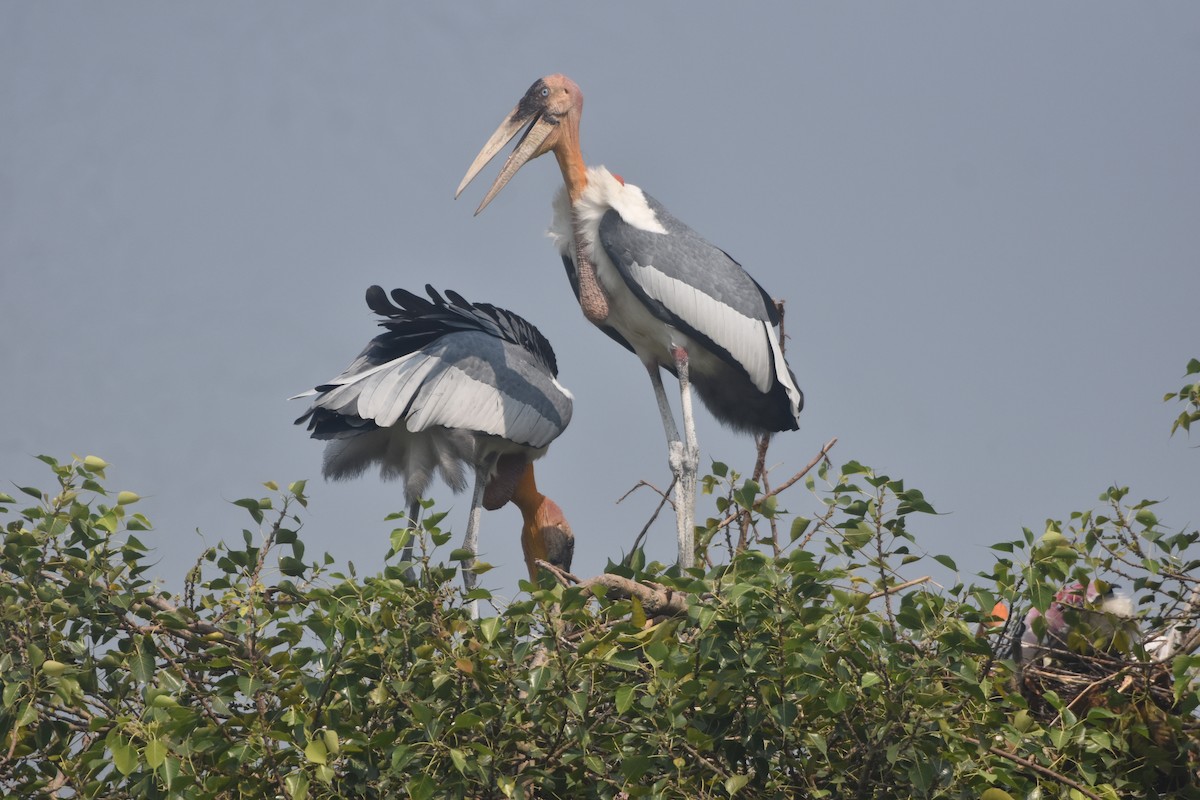 Greater Adjutant - ML643889564