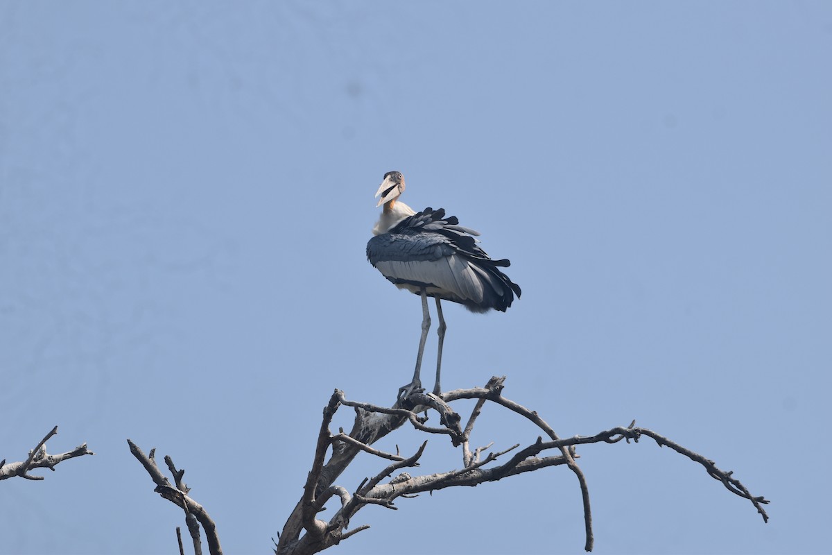 Greater Adjutant - ML643889569