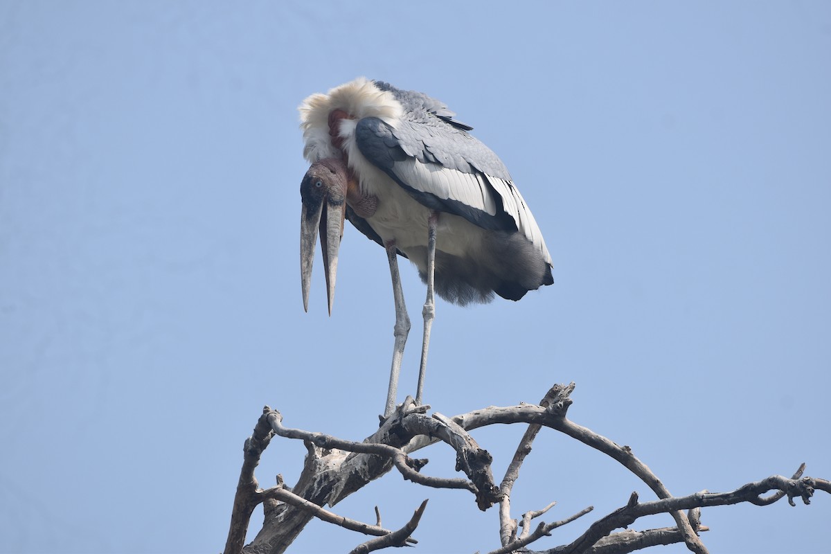 Greater Adjutant - ML643889570