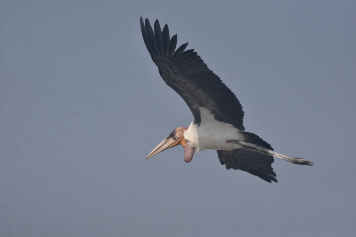 Greater Adjutant - ML643889572