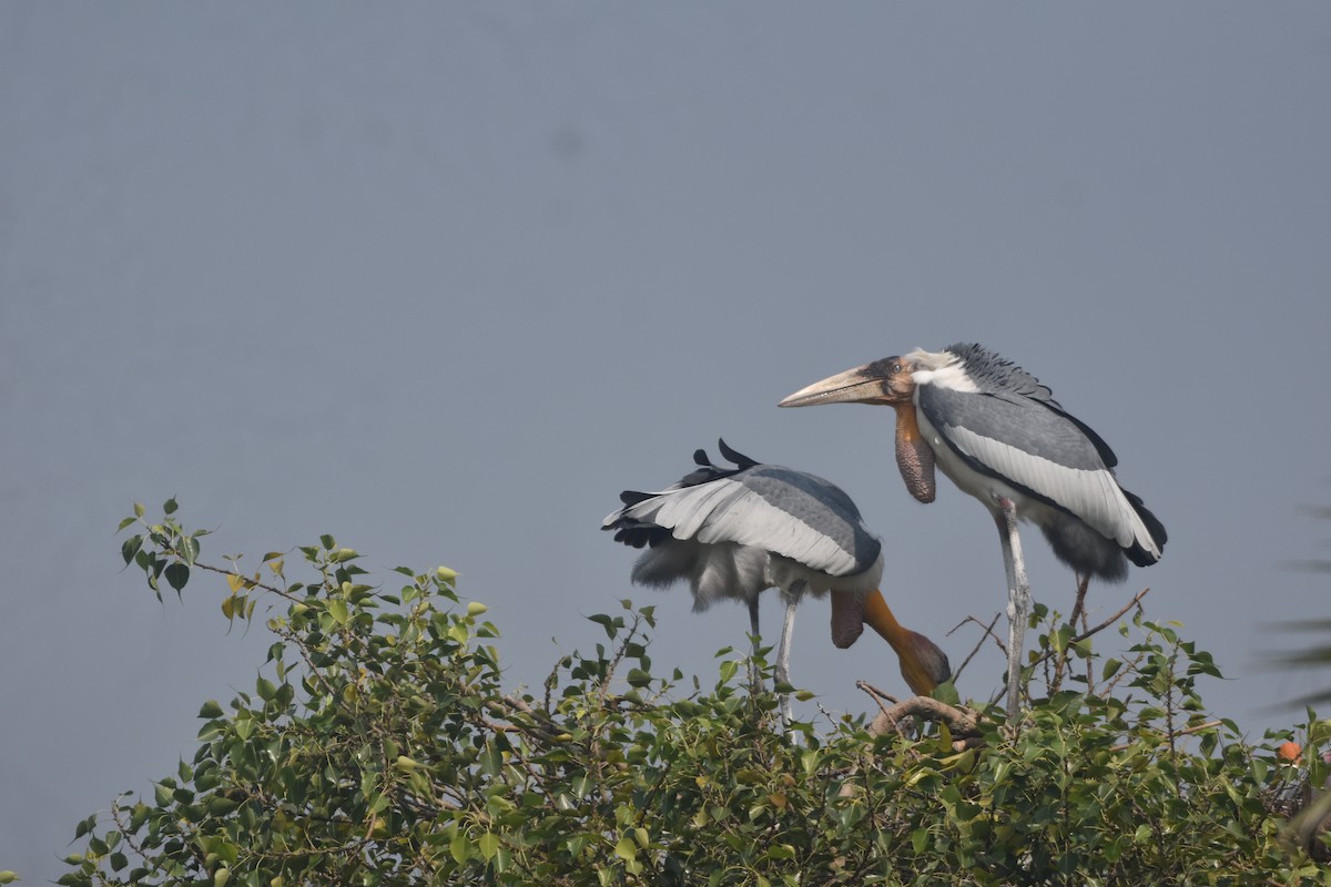 Greater Adjutant - ML643889573