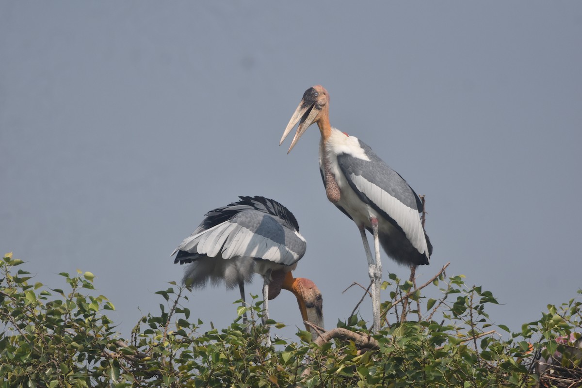Greater Adjutant - ML643889574