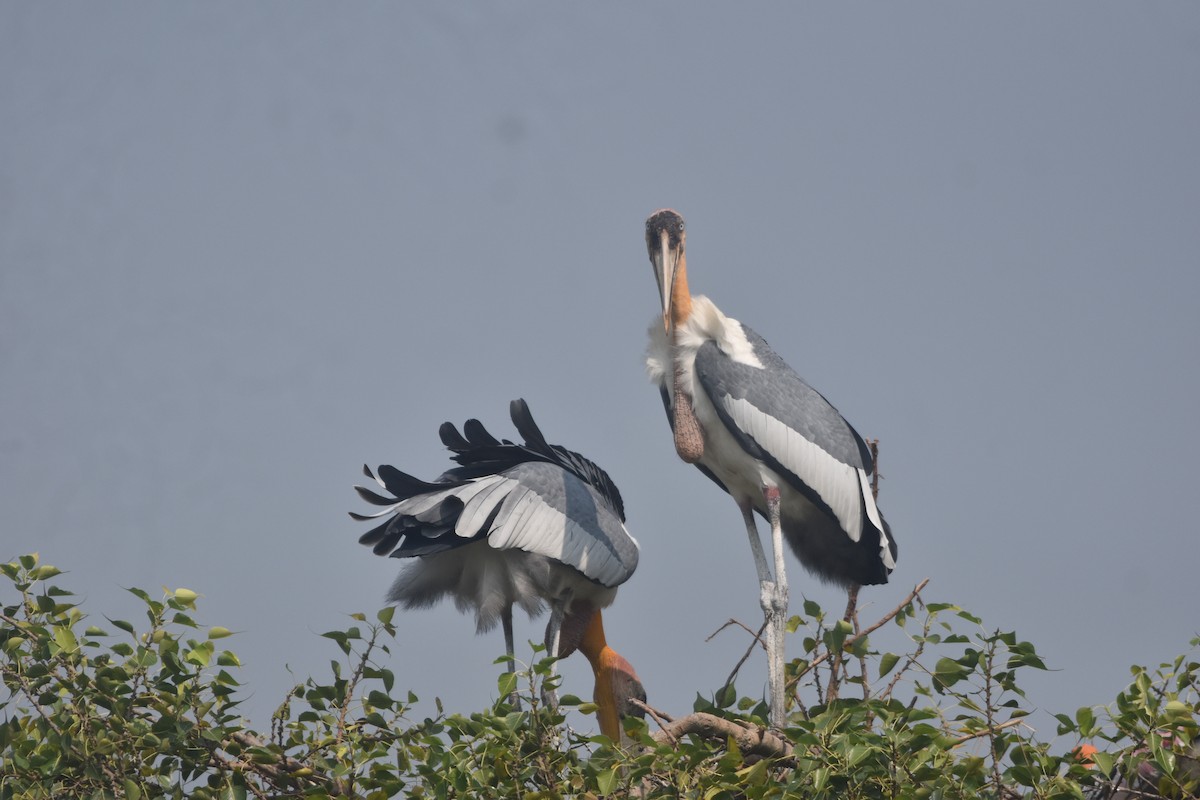 Greater Adjutant - ML643889575