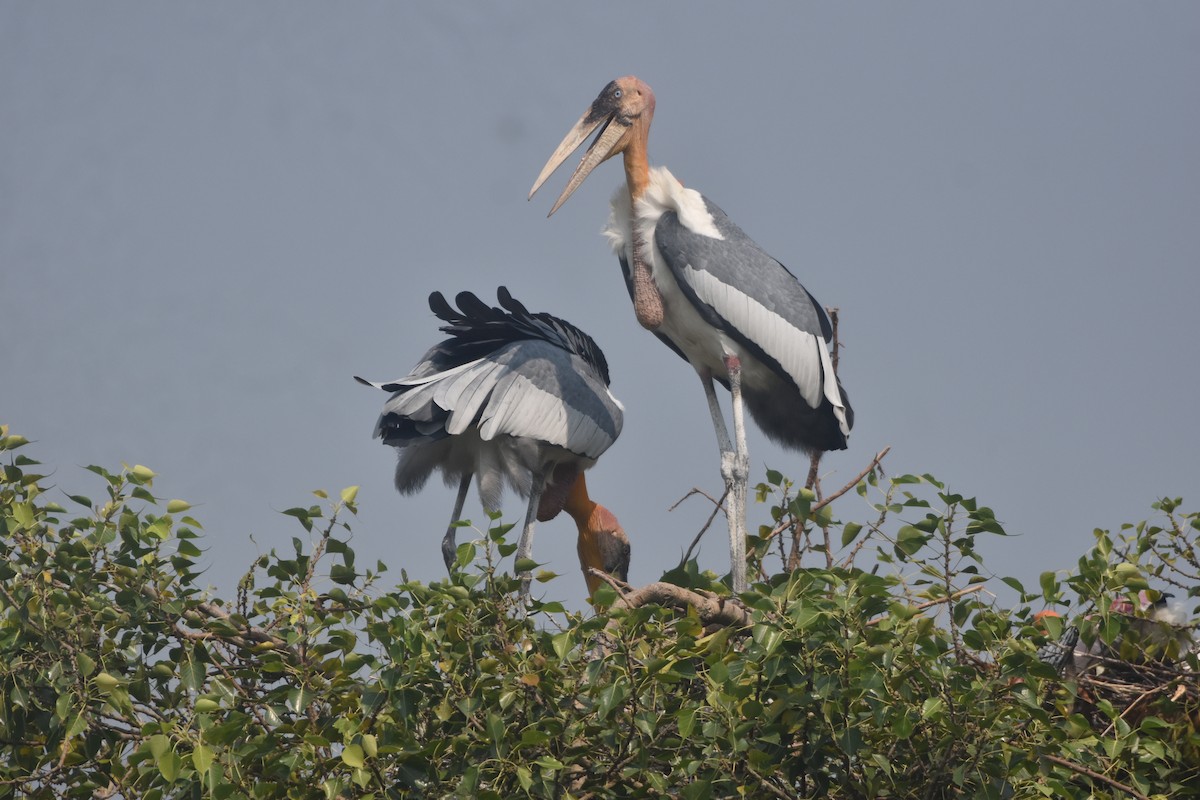 Greater Adjutant - ML643889576