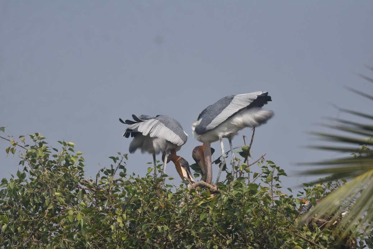 Greater Adjutant - ML643889577