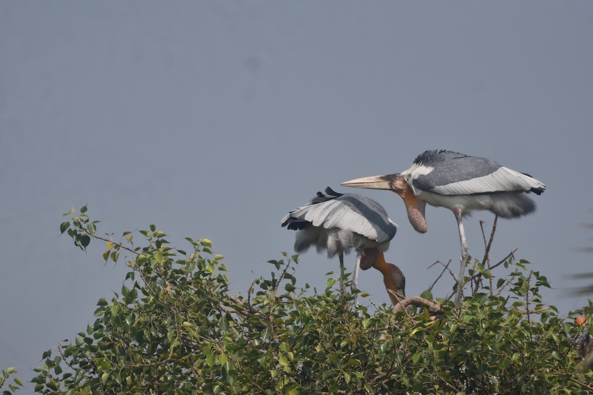 Greater Adjutant - ML643889578