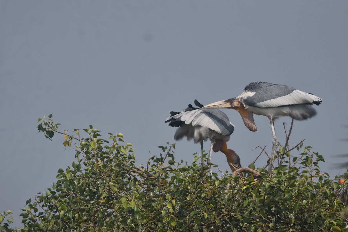 Greater Adjutant - ML643889579