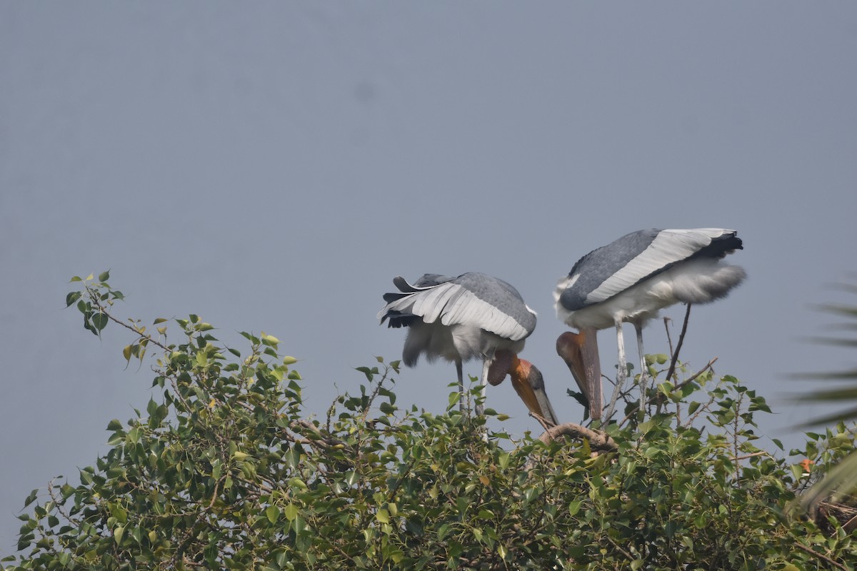 Greater Adjutant - ML643889580