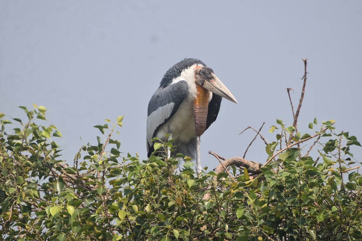 Greater Adjutant - ML643889581