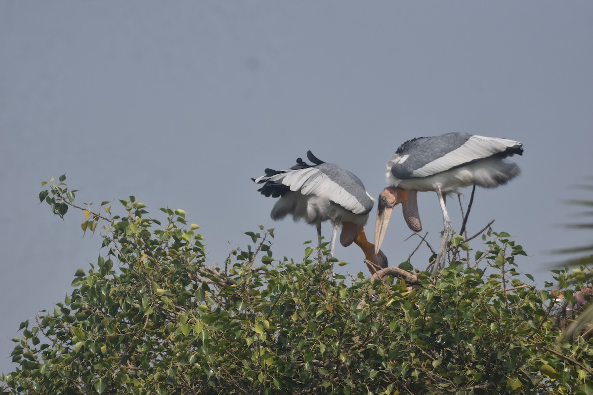 Greater Adjutant - ML643889584