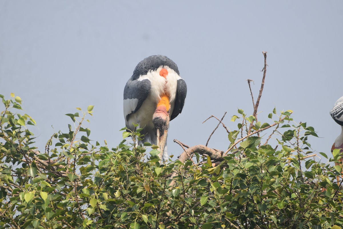 Greater Adjutant - ML643889585