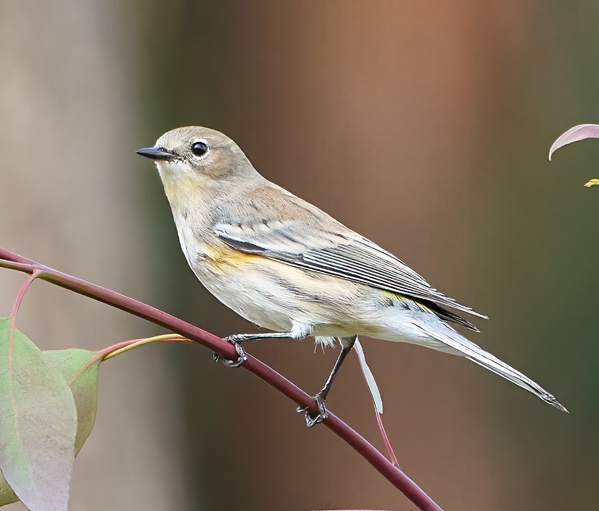 Yellow-rumped Warbler (Audubon's) - ML643889591