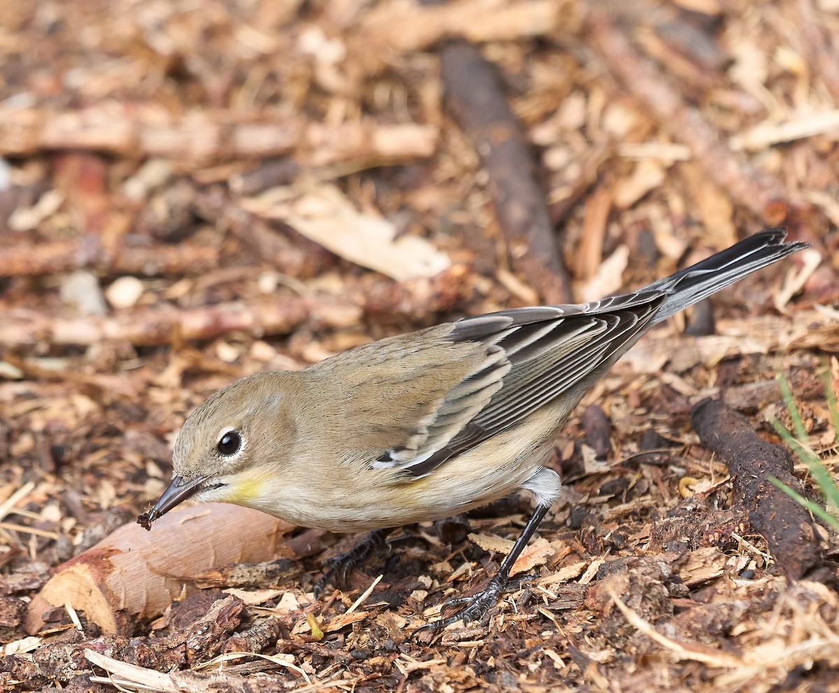 Yellow-rumped Warbler (Audubon's) - ML643889592