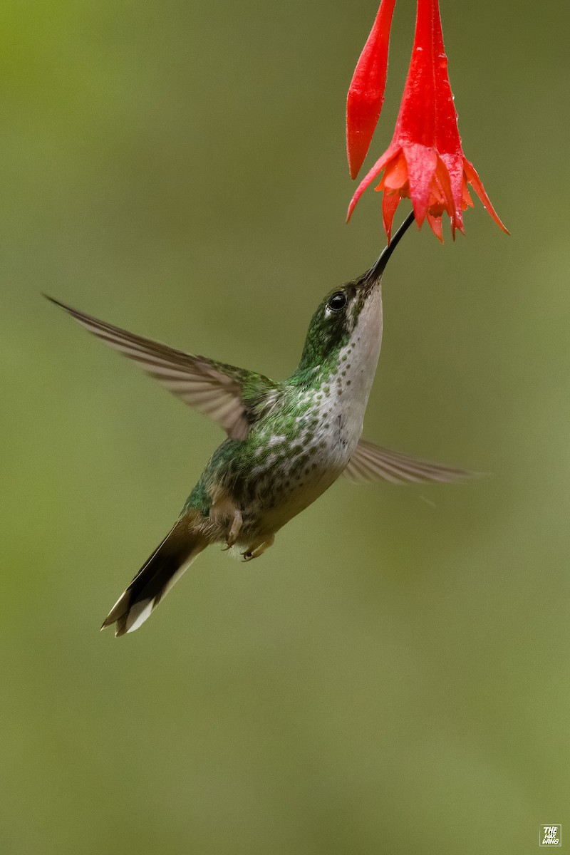 White-booted Racket-tail - ML643889598