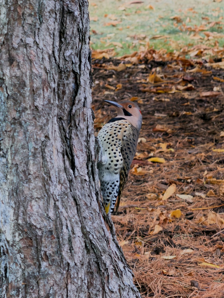 Northern Flicker - ML643889601