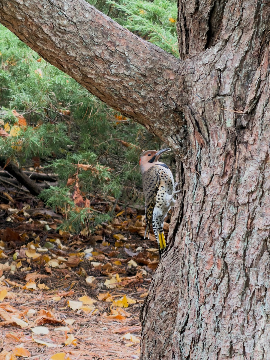 Northern Flicker - ML643889602