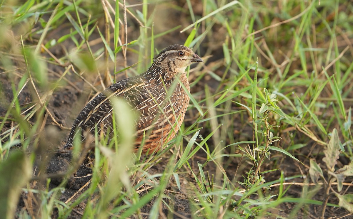 Harlequin Quail - ML643889604