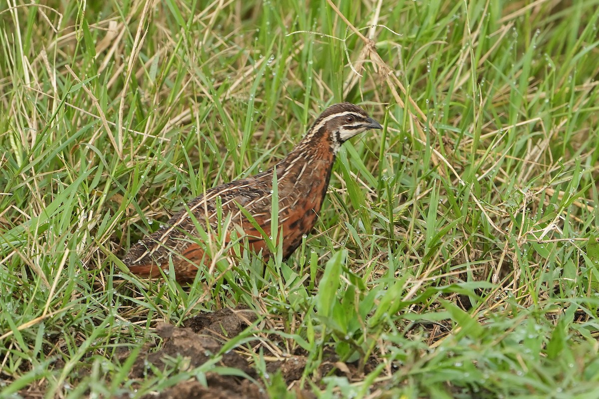 Harlequin Quail - ML643889605