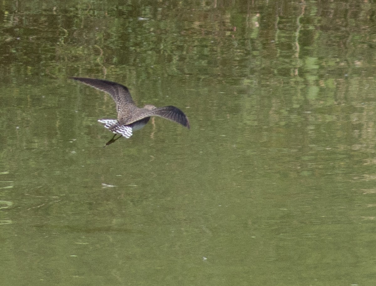 Solitary Sandpiper - ML643889606