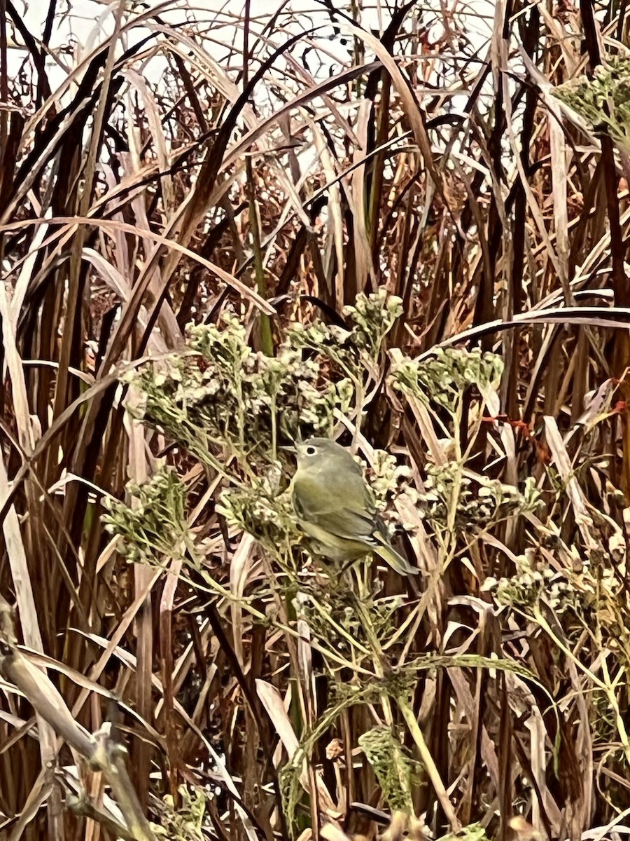 Nashville Warbler - ML643889611
