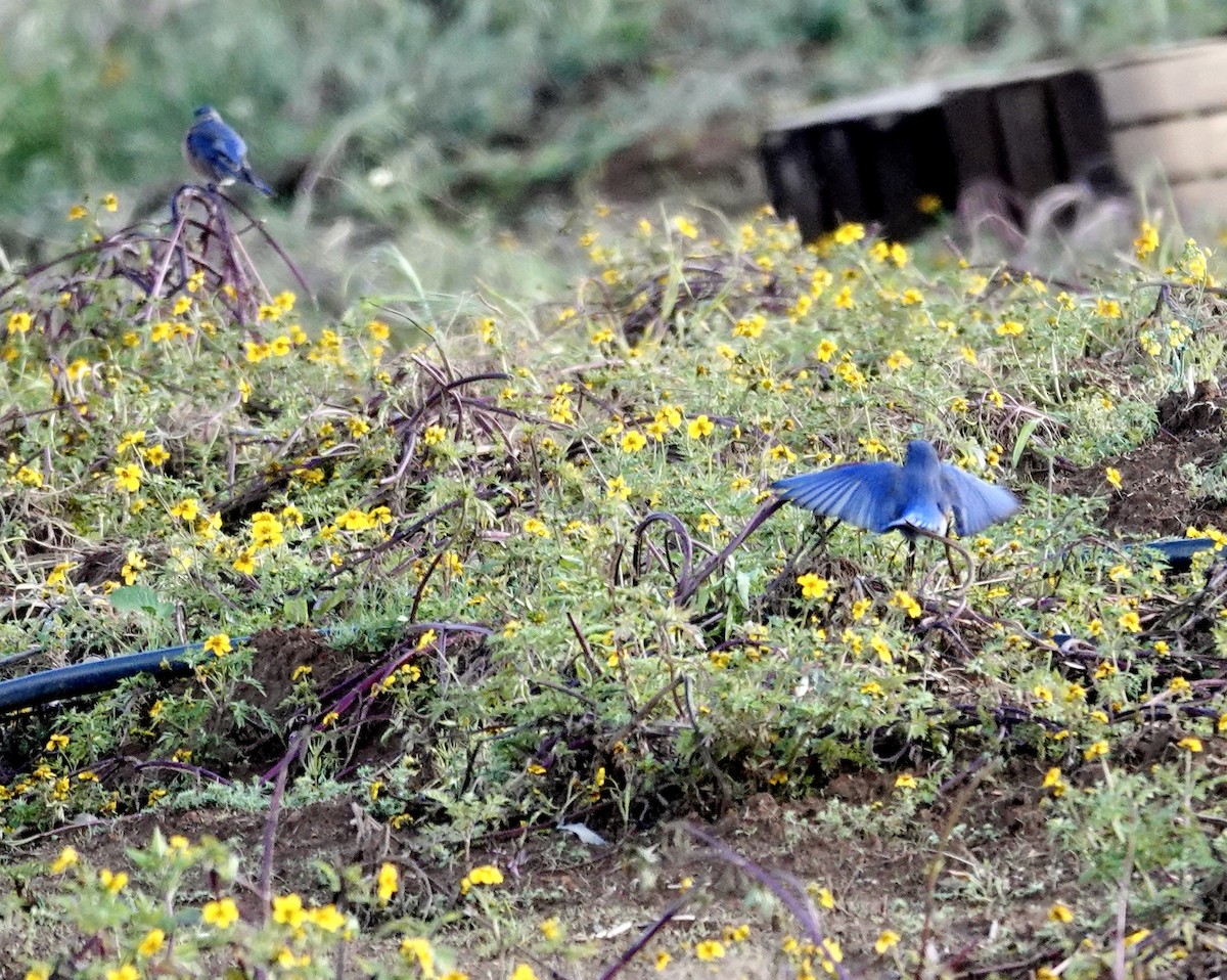 Western Bluebird - ML643889625