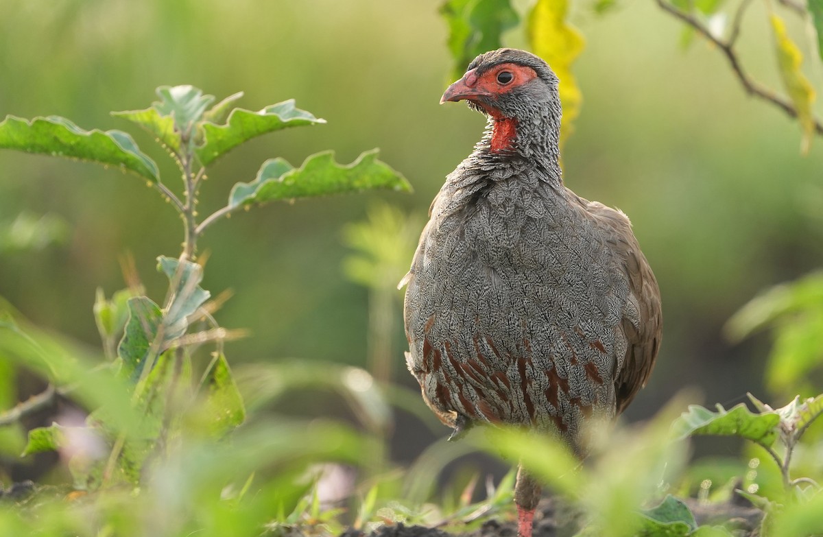 Red-necked Spurfowl - ML643889626
