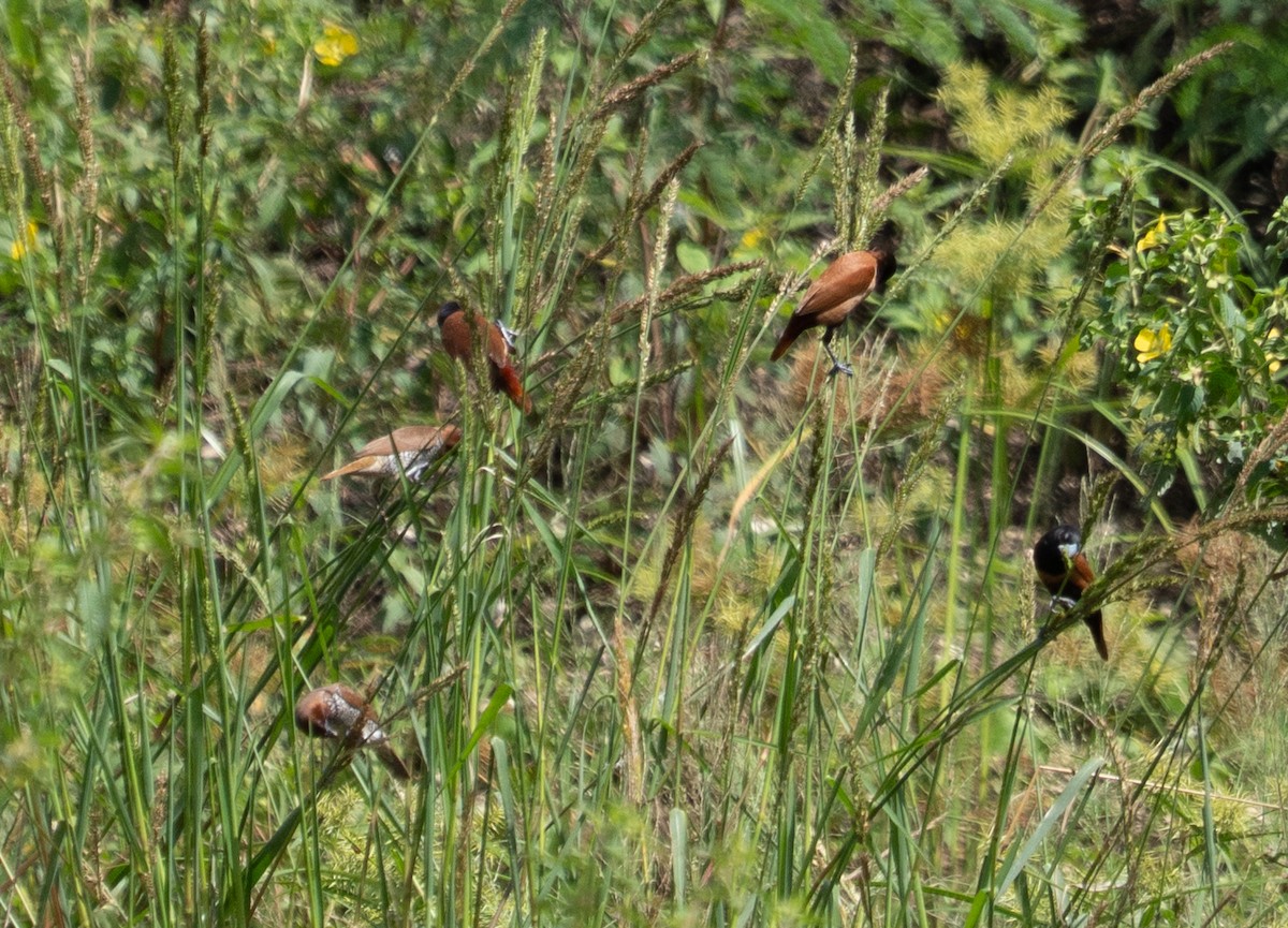 Tricolored Munia - ML643889629