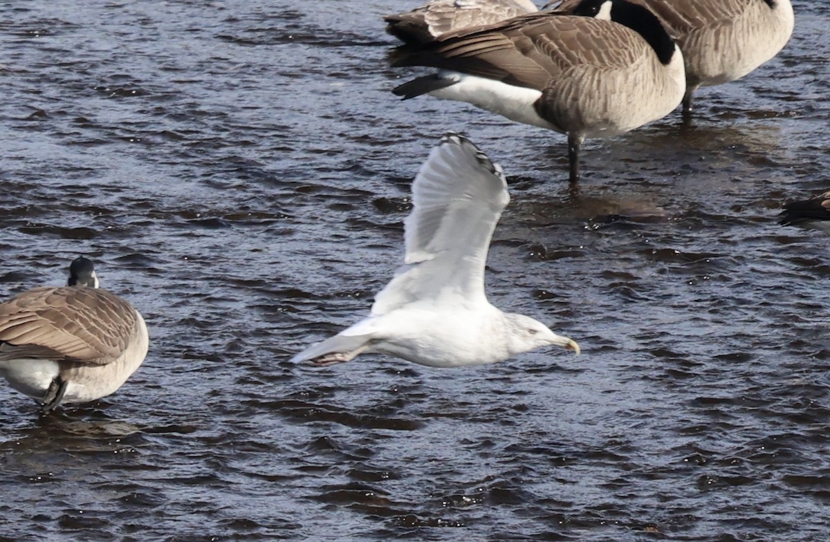 gull sp. - ML643889636