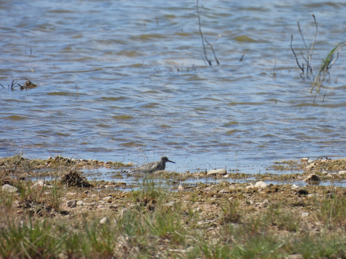 Wood Sandpiper - ML643889643